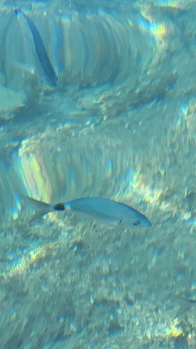 Oblada melanurus