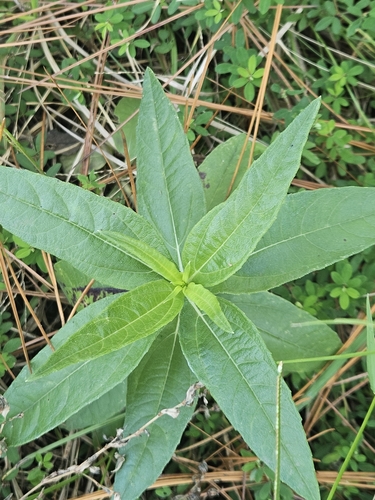 Helianthus simulans