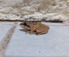 Anamallais Indian Frog photo 2