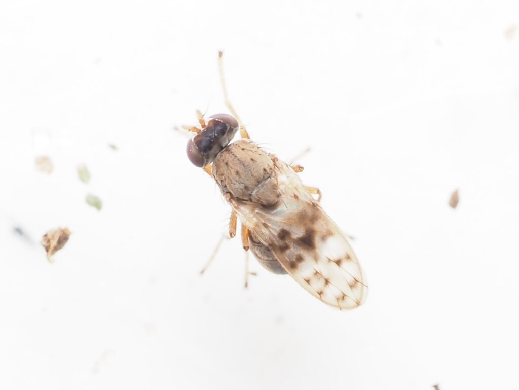 Philygria punctatonervosa