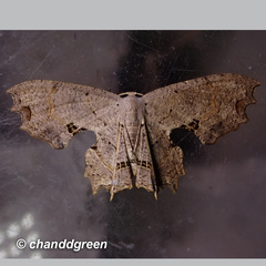 Dysaethria flavistriga