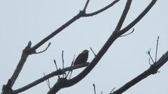 Sittiparus castaneoventris