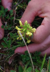 Pedicularis labradorica sulphurea