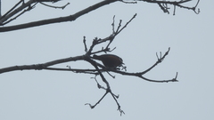 Sittiparus castaneoventris