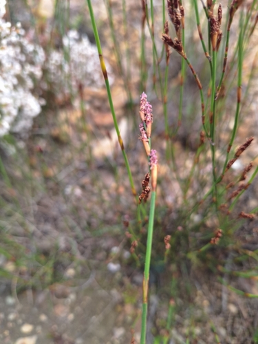 Stiff Capereed (Restio rigoratus)