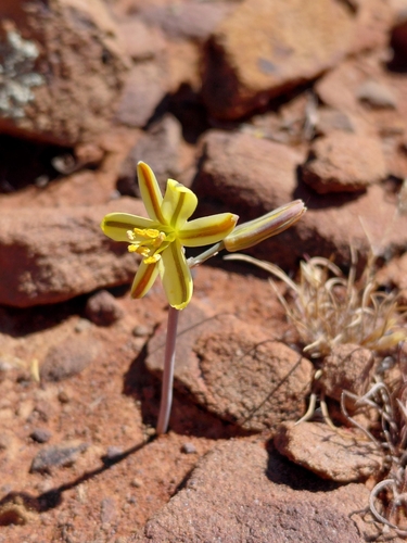 Albuca paucifolia
