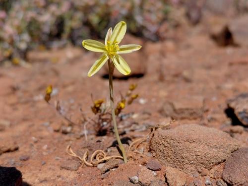 Albuca paucifolia