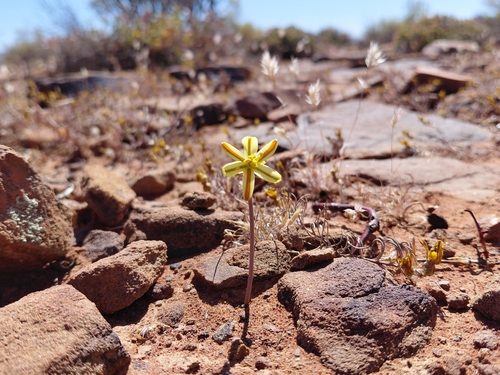 Albuca paucifolia