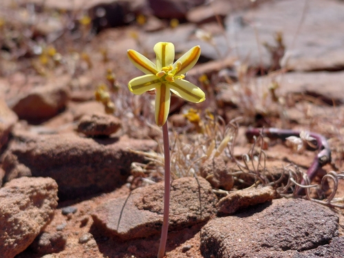 Albuca paucifolia
