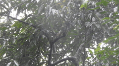 Erpornis zantholeuca