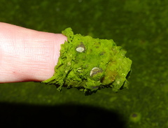 Botrydiopsis