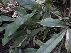 Alpinia japonica