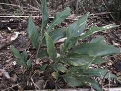 Alpinia japonica