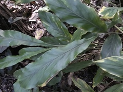 Alpinia japonica