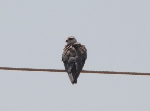 African Black-winged Kite
