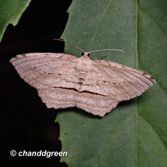 Calletaera dentata