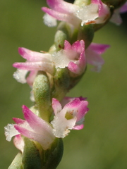 Spiranthes sinensis