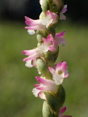 Spiranthes sinensis