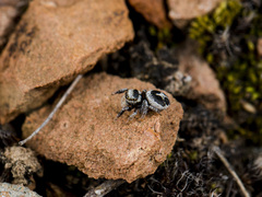 Pellenes geniculatus