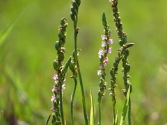 Spiranthes sinensis