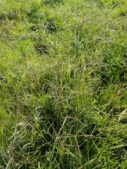 Cynodon dactylon dactylon