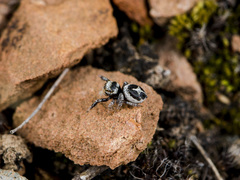 Pellenes geniculatus