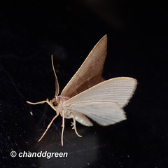 Idiochlora minuscula