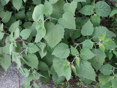 Cape gooseberry
