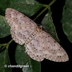 Percnia fumidaria
