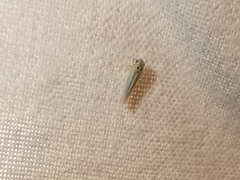 Zyginidia scutellaris