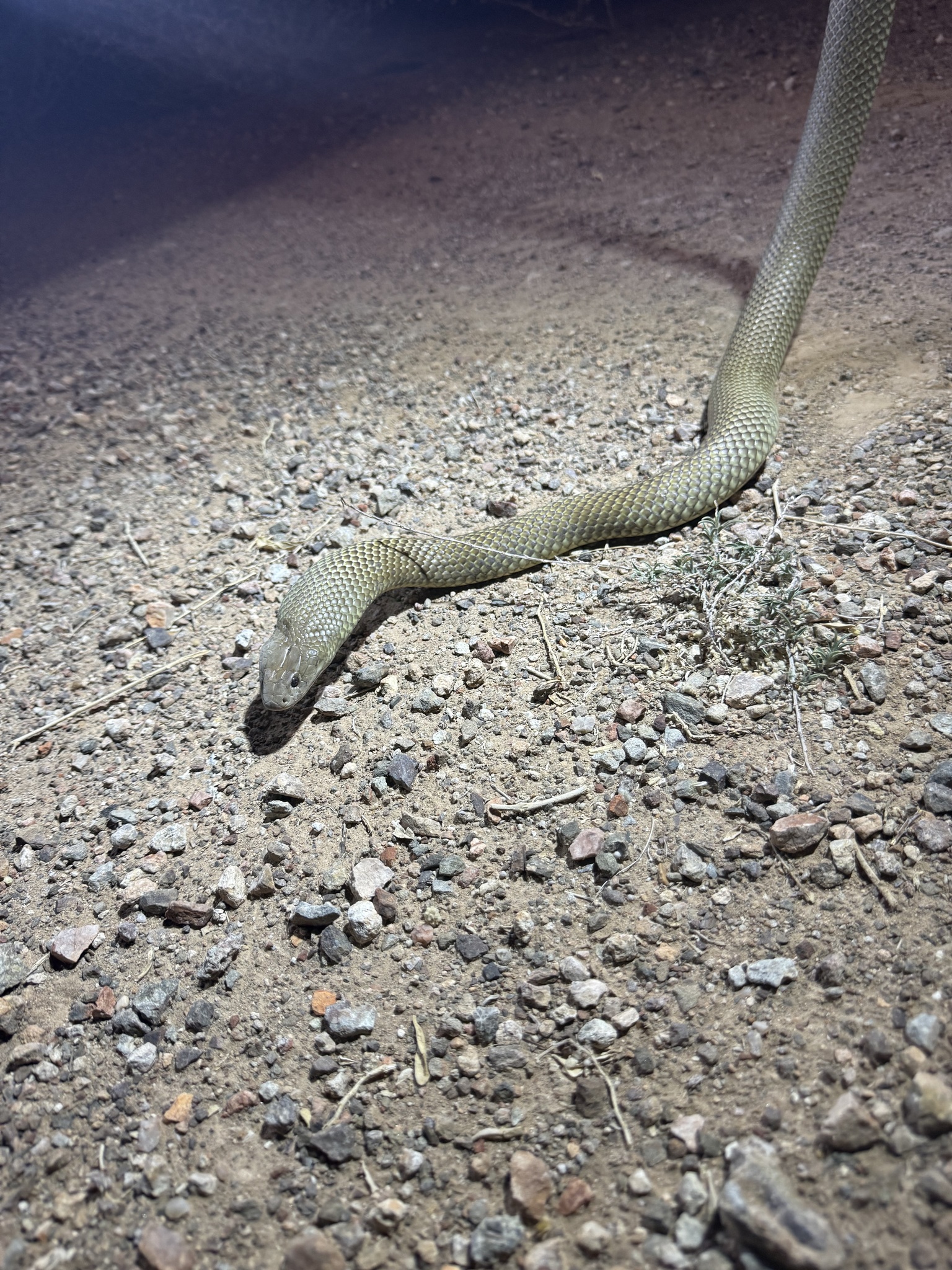 Eastern Dwarf Mulga Snake photo 4