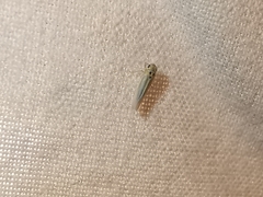 Zyginidia scutellaris