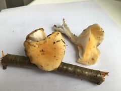 Hygrophorus flavodiscus