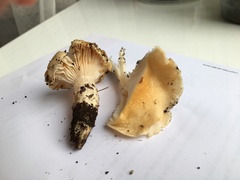 Hygrophorus flavodiscus