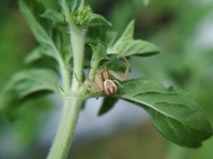 Thomisidae
