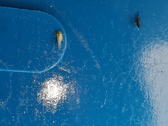 Zyginidia scutellaris