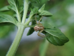 Thomisidae