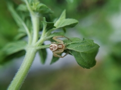 Thomisidae
