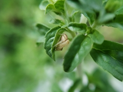 Thomisidae