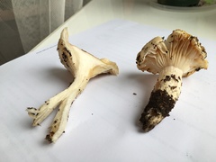 Hygrophorus flavodiscus