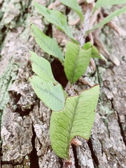 Microgramma mortoniana