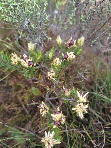Phylica plumosa, photograph 6