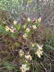 Phylica plumosa, photograph Adele SL, CC BY, iNaturalist via GBIF