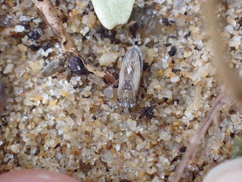 Henestaris halophilus