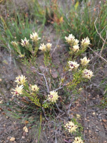 Phylica plumosa, photograph 4