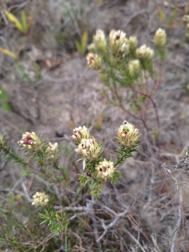 Phylica plumosa, photograph 5