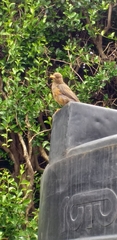 Turdus abyssinicus