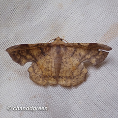 Fascellina chromataria