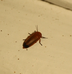 Abscondita
