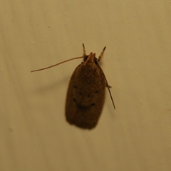 Lecithocera concinna